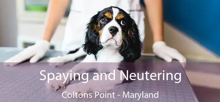 Spaying and Neutering Coltons Point - Maryland