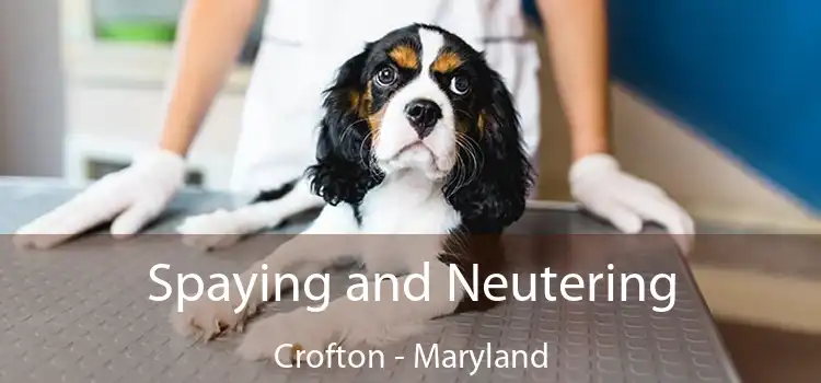 Spaying and Neutering Crofton - Maryland