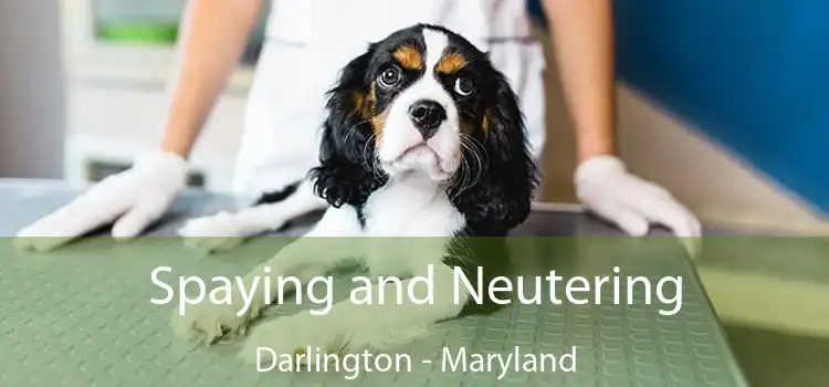 Spaying and Neutering Darlington - Maryland