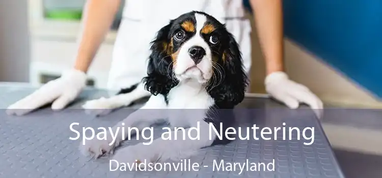 Spaying and Neutering Davidsonville - Maryland