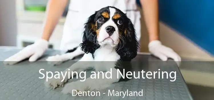 Spaying and Neutering Denton - Maryland