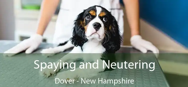 Spaying and Neutering Dover - New Hampshire