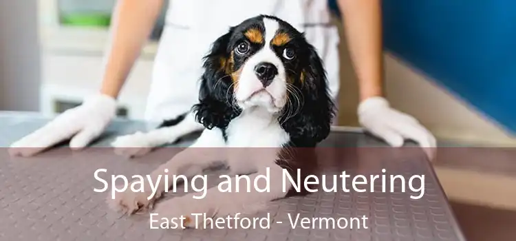 Spaying and Neutering East Thetford - Vermont