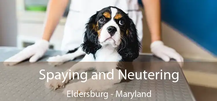 Spaying and Neutering Eldersburg - Maryland