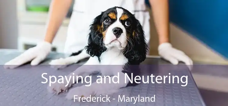 Spaying and Neutering Frederick - Maryland