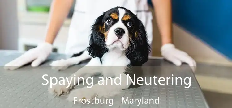 Spaying and Neutering Frostburg - Maryland