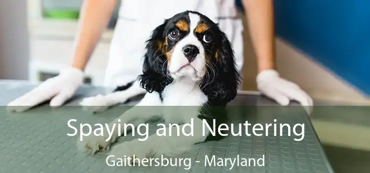 Spaying and Neutering Gaithersburg - Maryland