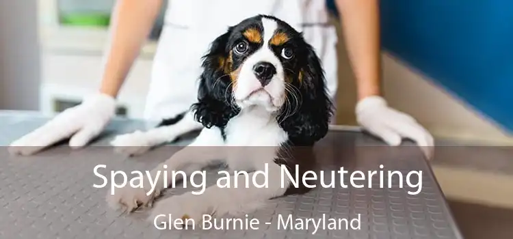 Spaying and Neutering Glen Burnie - Maryland