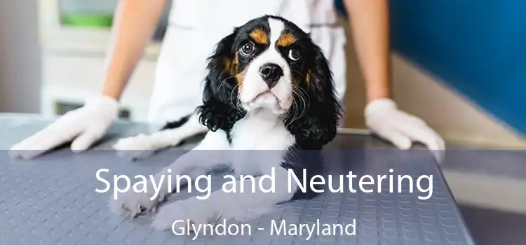 Spaying and Neutering Glyndon - Maryland