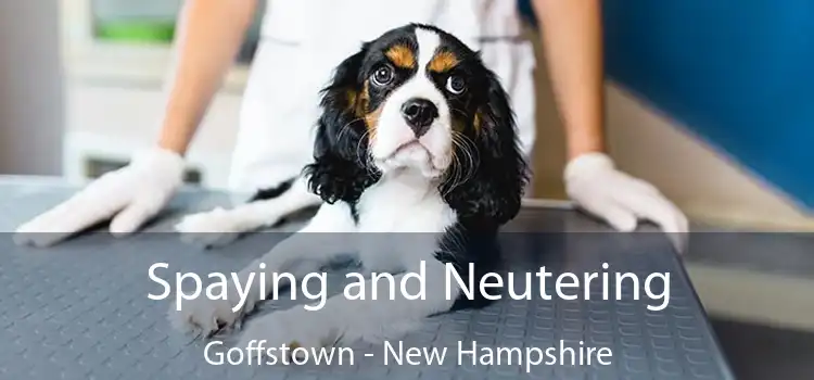 Spaying and Neutering Goffstown - New Hampshire