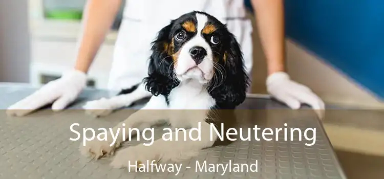 Spaying and Neutering Halfway - Maryland