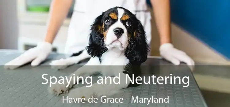 Spaying and Neutering Havre de Grace - Maryland