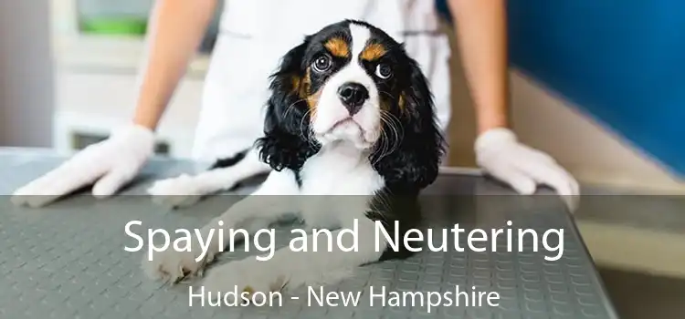 Spaying and Neutering Hudson - New Hampshire