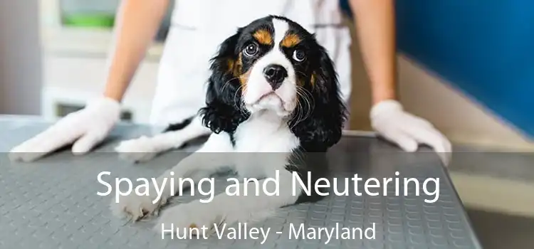 Spaying and Neutering Hunt Valley - Maryland