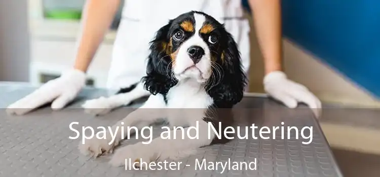 Spaying and Neutering Ilchester - Maryland