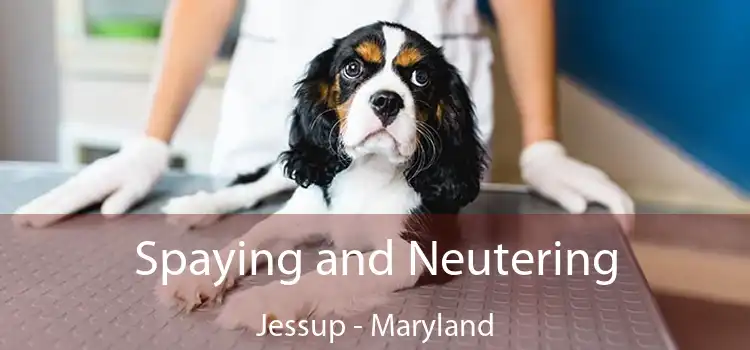 Spaying and Neutering Jessup - Maryland