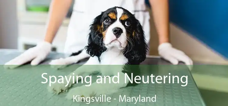 Spaying and Neutering Kingsville - Maryland