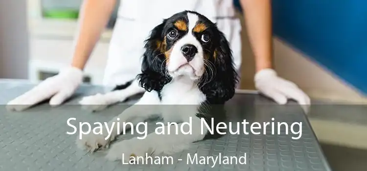 Spaying and Neutering Lanham - Maryland