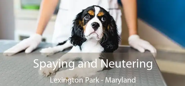 Spaying and Neutering Lexington Park - Maryland