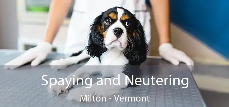 Spaying and Neutering Milton - Vermont