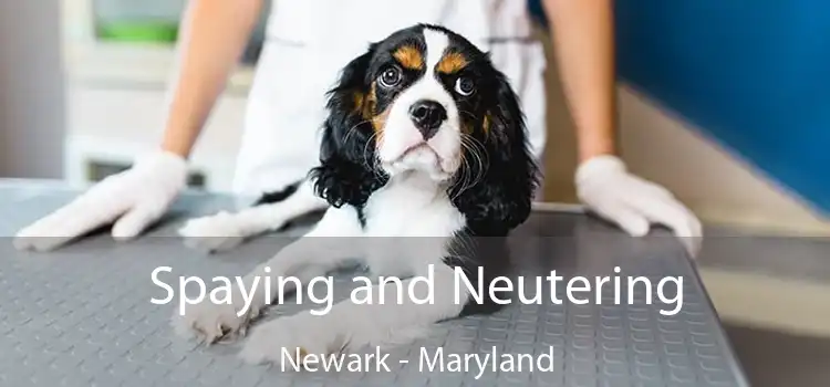 Spaying and Neutering Newark - Maryland