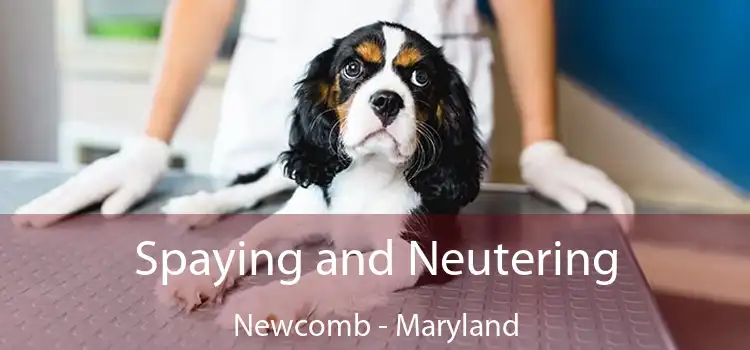 Spaying and Neutering Newcomb - Maryland