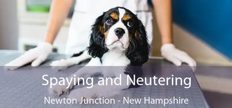 Spaying and Neutering Newton Junction - New Hampshire