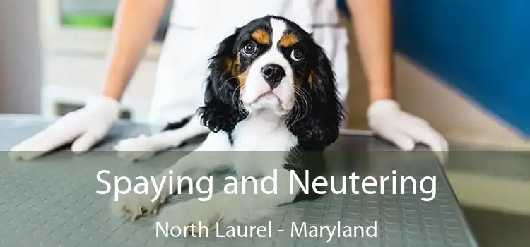 Spaying and Neutering North Laurel - Maryland