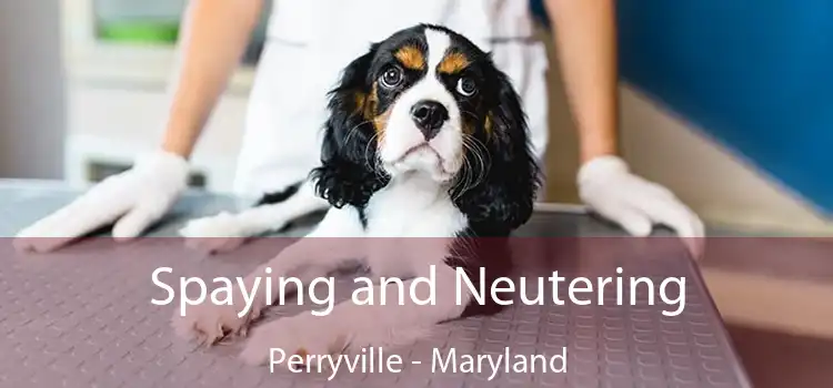 Spaying and Neutering Perryville - Maryland