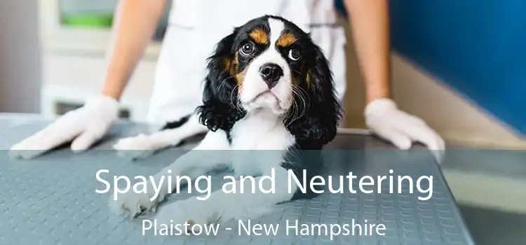 Spaying and Neutering Plaistow - New Hampshire