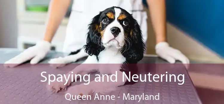 Spaying and Neutering Queen Anne - Maryland