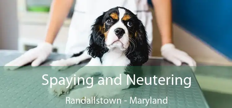 Spaying and Neutering Randallstown - Maryland