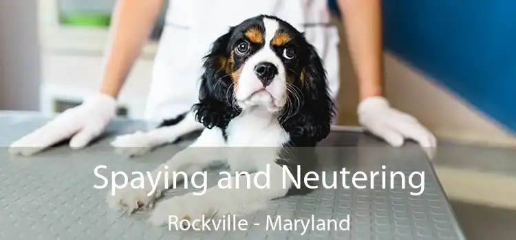 Spaying and Neutering Rockville - Maryland