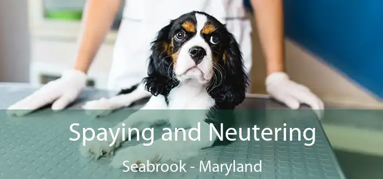 Spaying and Neutering Seabrook - Maryland