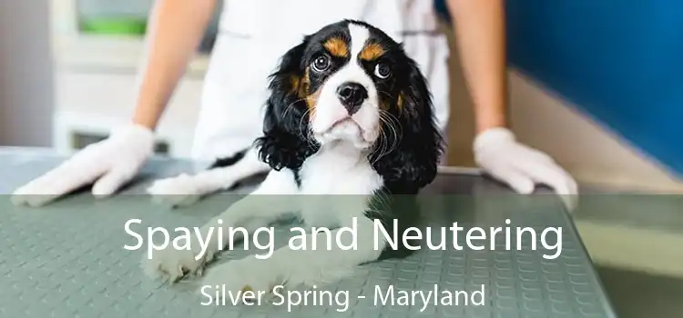 Spaying and Neutering Silver Spring - Maryland