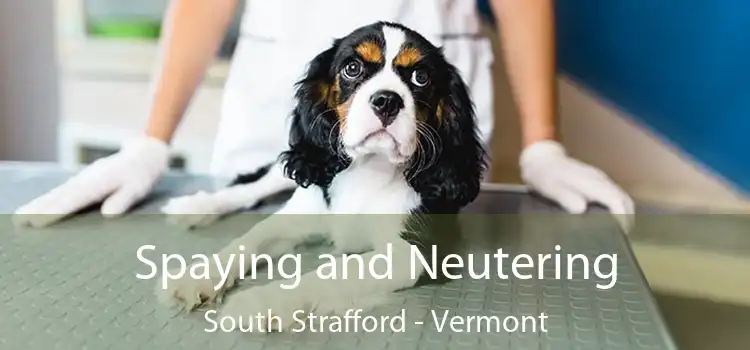 Spaying and Neutering South Strafford - Vermont