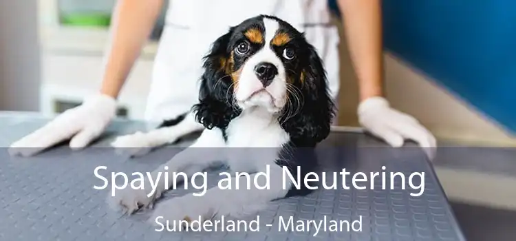 Spaying and Neutering Sunderland - Maryland