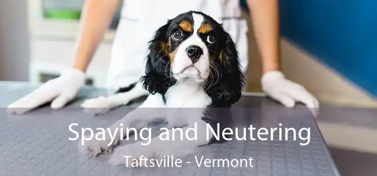 Spaying and Neutering Taftsville - Vermont