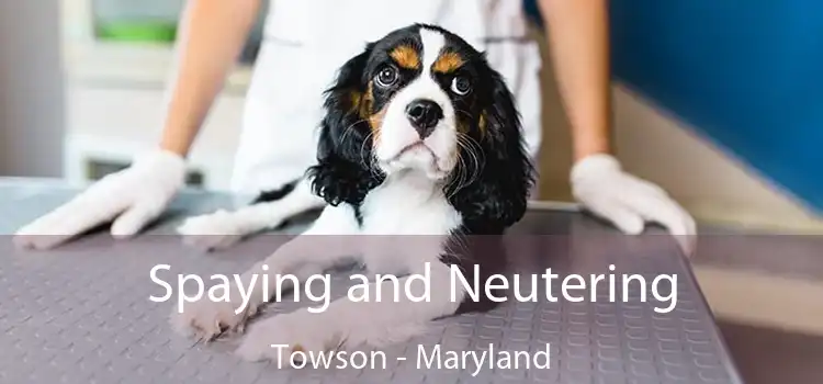 Spaying and Neutering Towson - Maryland