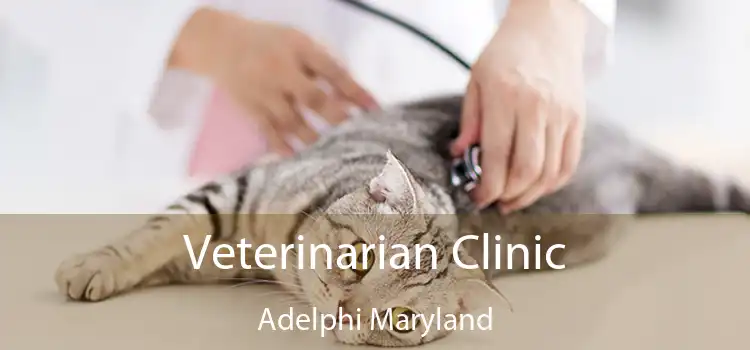 Veterinarian Clinic Adelphi Maryland