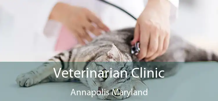 Veterinarian Clinic Annapolis Maryland