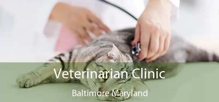 Veterinarian Clinic Baltimore Maryland