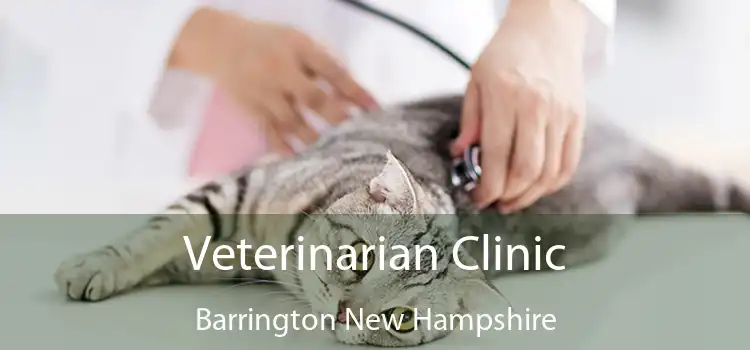 Veterinarian Clinic Barrington New Hampshire