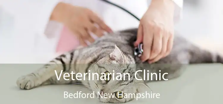 Veterinarian Clinic Bedford New Hampshire