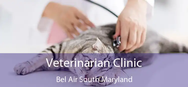 Veterinarian Clinic Bel Air South Maryland