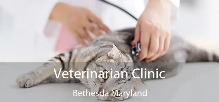 Veterinarian Clinic Bethesda Maryland