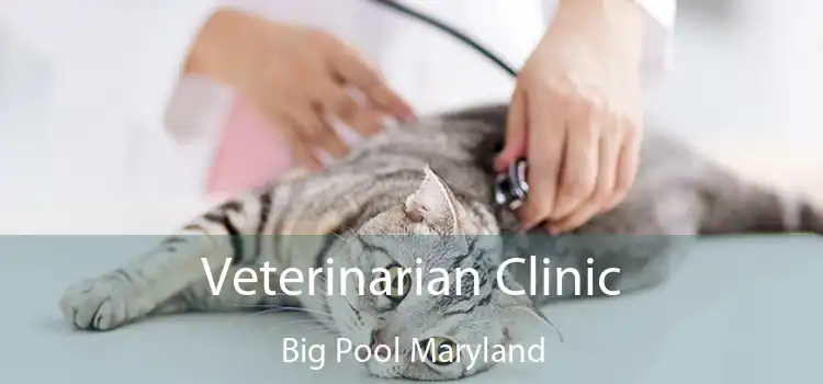 Veterinarian Clinic Big Pool Maryland