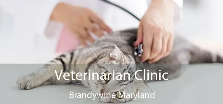 Veterinarian Clinic Brandywine Maryland