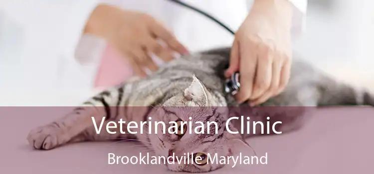 Veterinarian Clinic Brooklandville Maryland