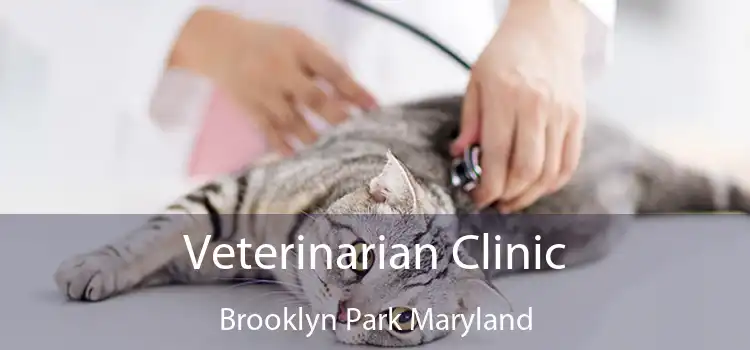 Veterinarian Clinic Brooklyn Park Maryland